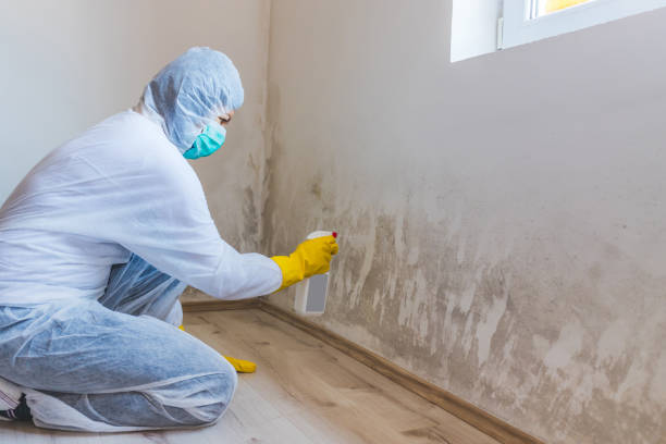 Licensed Mold Remediation service in Glenwood, GA - WQB Mold Removal